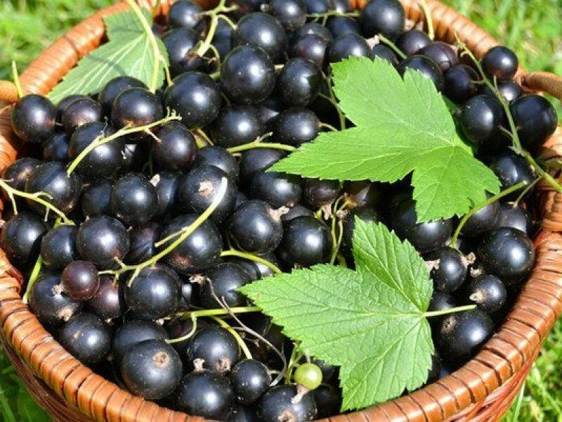 Смородина купить саженцы из питомника в Туапсе