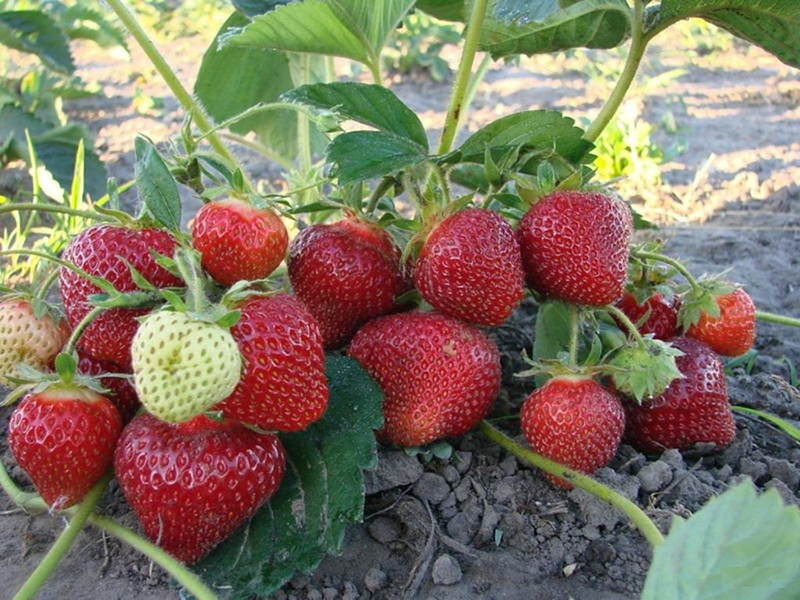 Клубника купить саженцы из питомника в Туапсе