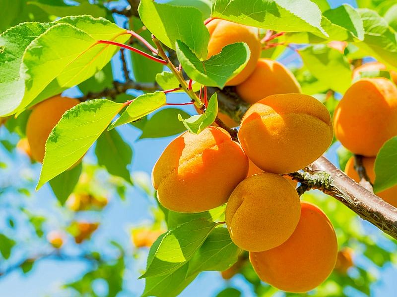 Абрикос купить саженцы из питомнике в Туапсе
