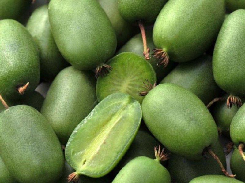 Актинидия купить саженцы из питомнике в Туапсе