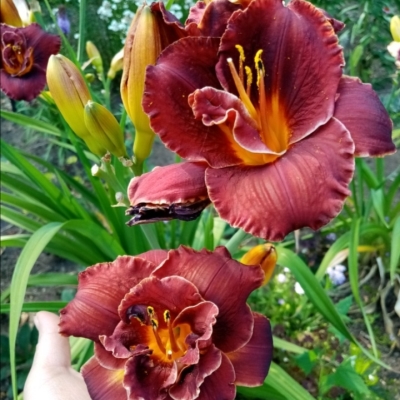 Лилейник "НАЙТ ЭМБЕРС"
