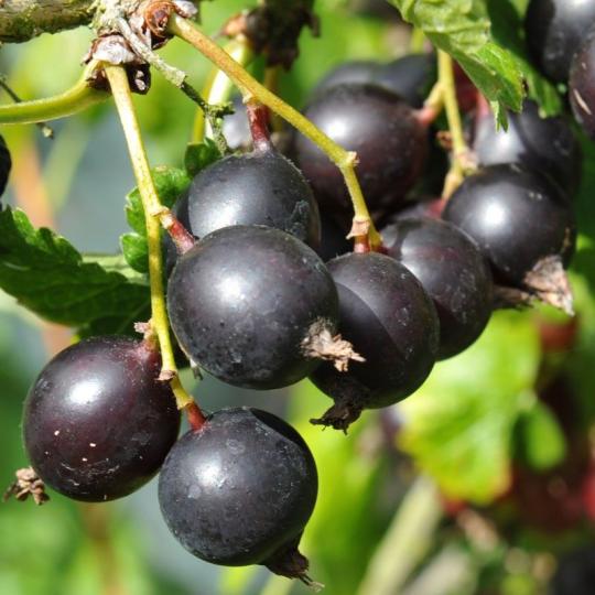ЙОШТА
