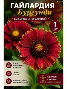 Гайлардия Бургунди многолетние цветы саженец 1 шт Бургунди